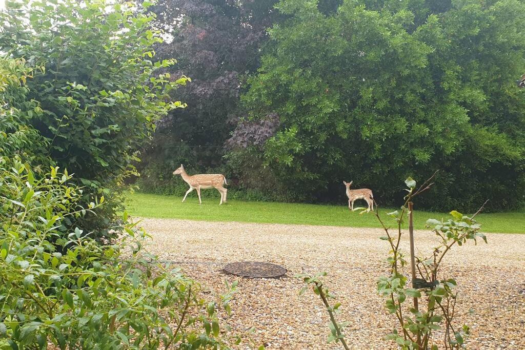 צ'יצ'סטר The Old Barn Annexe, Cosy Stay, Close Drive To City, Beach, South Downs & Goodwood מראה חיצוני תמונה